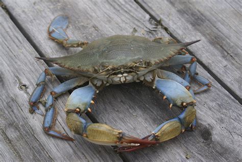 Maryland’s blue crabs are back in the Chesapeake Bay, but that may not last forever